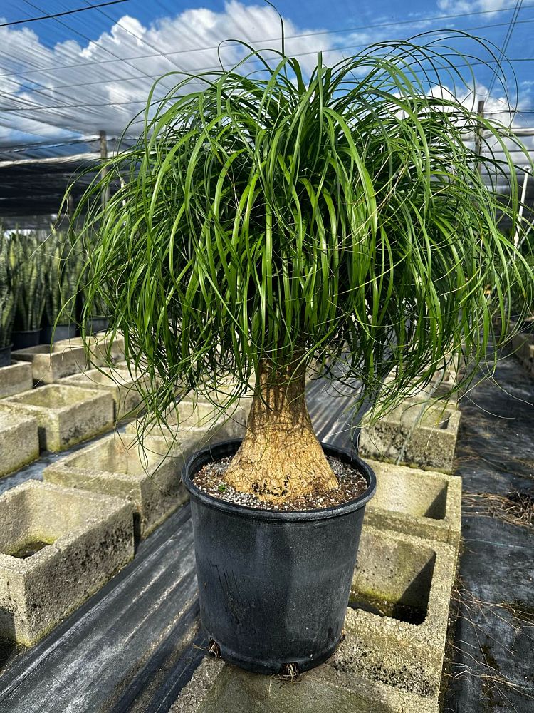 beaucarnea-guatemalensis-ponytail-palm-guatemala-pony-tail-red-ponytail-plant