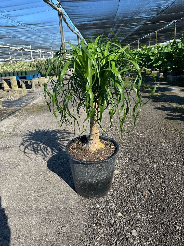 beaucarnea-guatemalensis-ponytail-palm-guatemala-pony-tail-red-ponytail-plant