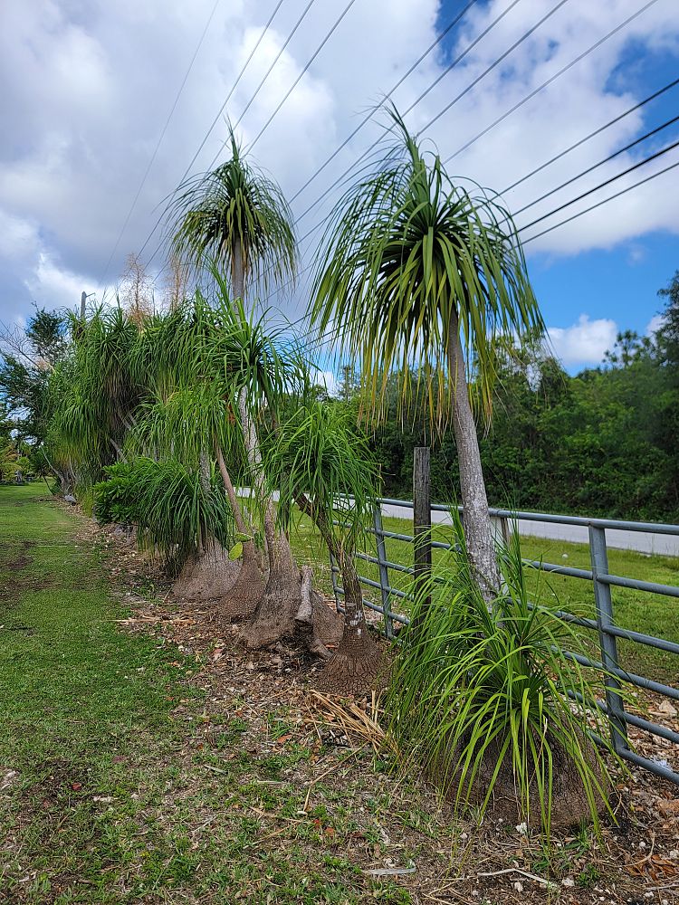 beaucarnea-guatemalensis-ponytail-palm-guatemala-pony-tail-red-ponytail-plant