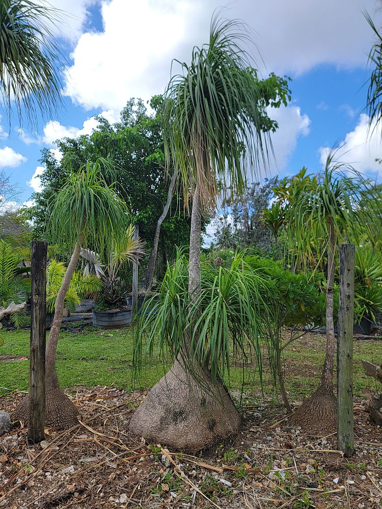 beaucarnea-guatemalensis-ponytail-palm-guatemala-pony-tail-red-ponytail-plant