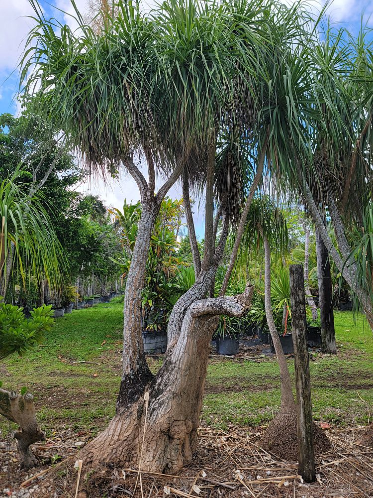 beaucarnea-guatemalensis-ponytail-palm-guatemala-pony-tail-red-ponytail-plant