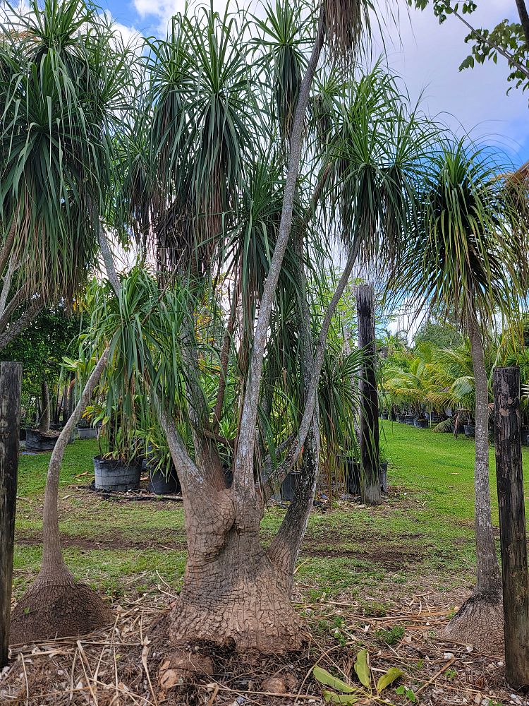 beaucarnea-guatemalensis-ponytail-palm-guatemala-pony-tail-red-ponytail-plant