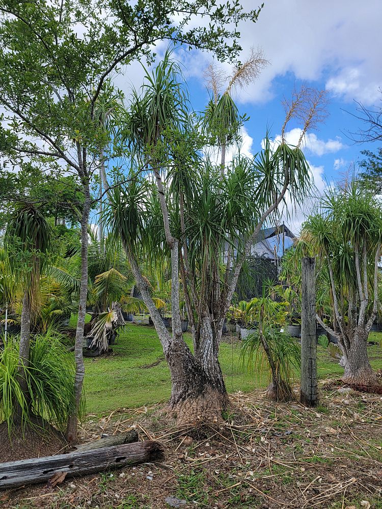 beaucarnea-guatemalensis-ponytail-palm-guatemala-pony-tail-red-ponytail-plant