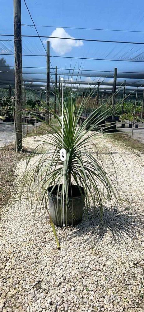 beaucarnea-guatemalensis-ponytail-palm-guatemala-pony-tail-red-ponytail-plant