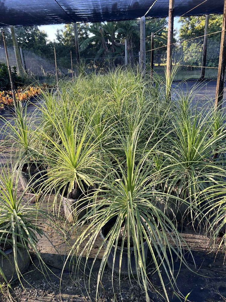 beaucarnea-guatemalensis-ponytail-palm-guatemala-pony-tail-red-ponytail-plant