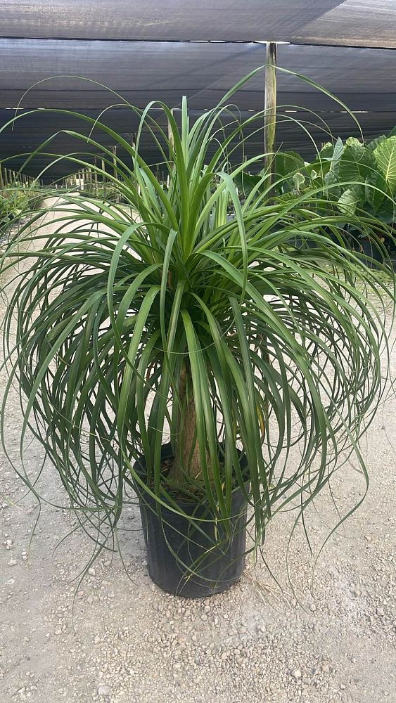 beaucarnea-guatemalensis-ponytail-palm-guatemala-pony-tail-red-ponytail-plant