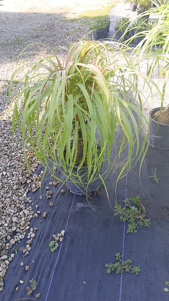 beaucarnea-guatemalensis-ponytail-palm-guatemala-pony-tail-red-ponytail-plant