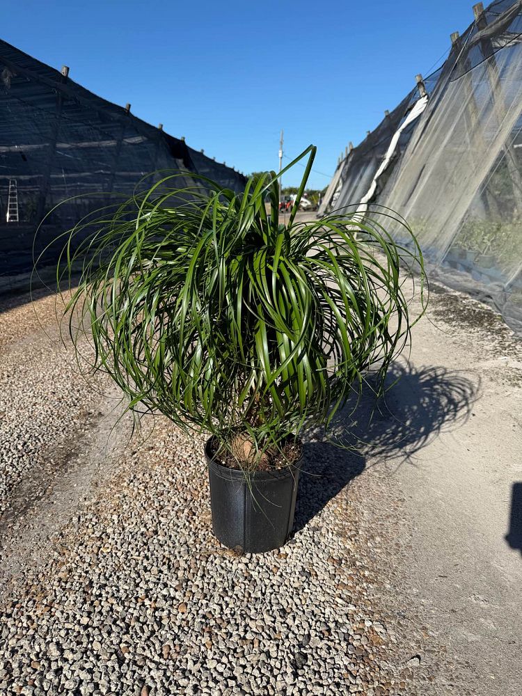 beaucarnea-guatemalensis-ponytail-palm-guatemala-pony-tail-red-ponytail-plant