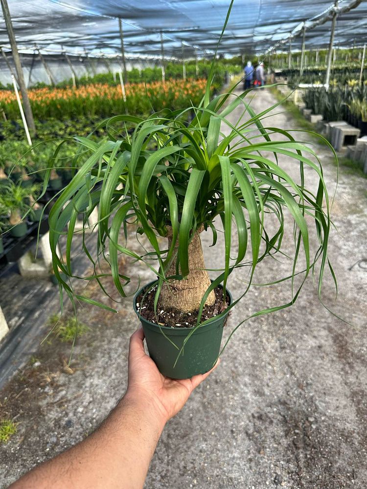 beaucarnea-guatemalensis-ponytail-palm-guatemala-pony-tail-red-ponytail-plant