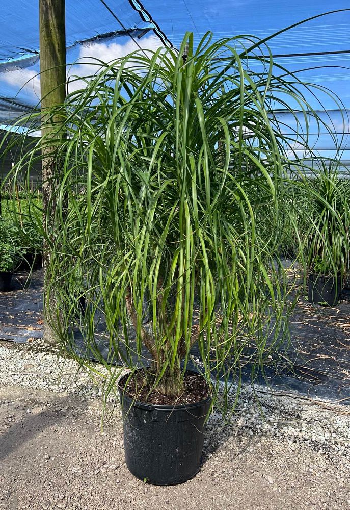 beaucarnea-guatemalensis-ponytail-palm-guatemala-pony-tail-red-ponytail-plant