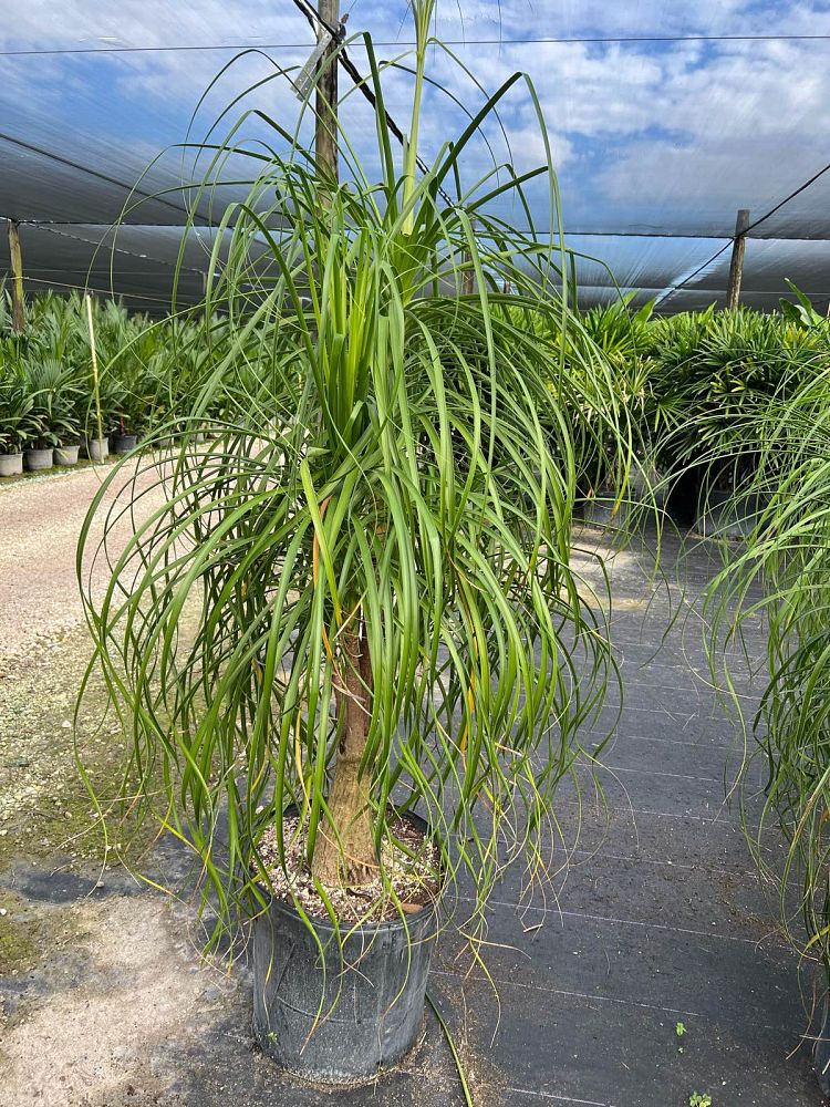 beaucarnea-guatemalensis-ponytail-palm-guatemala-pony-tail-red-ponytail-plant