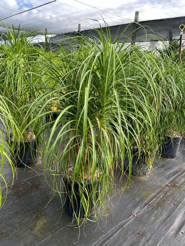 beaucarnea-guatemalensis-ponytail-palm-guatemala-pony-tail-red-ponytail-plant