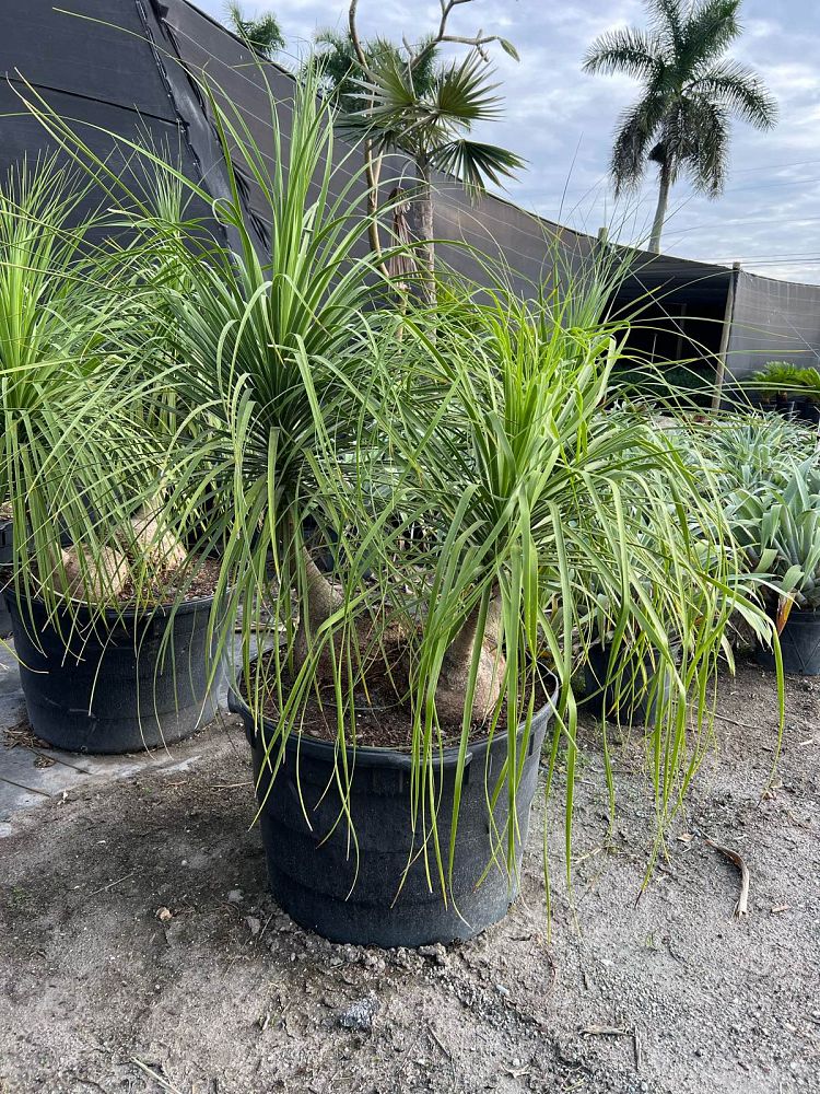 beaucarnea-guatemalensis-ponytail-palm-guatemala-pony-tail-red-ponytail-plant