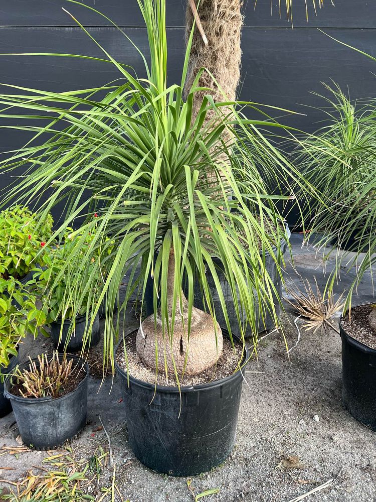 beaucarnea-guatemalensis-ponytail-palm-guatemala-pony-tail-red-ponytail-plant