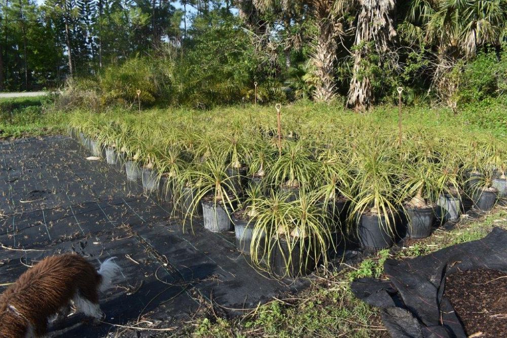 beaucarnea-recurvata-ponytail-palm-nolina-recurvata-elephant-s-foot-palm