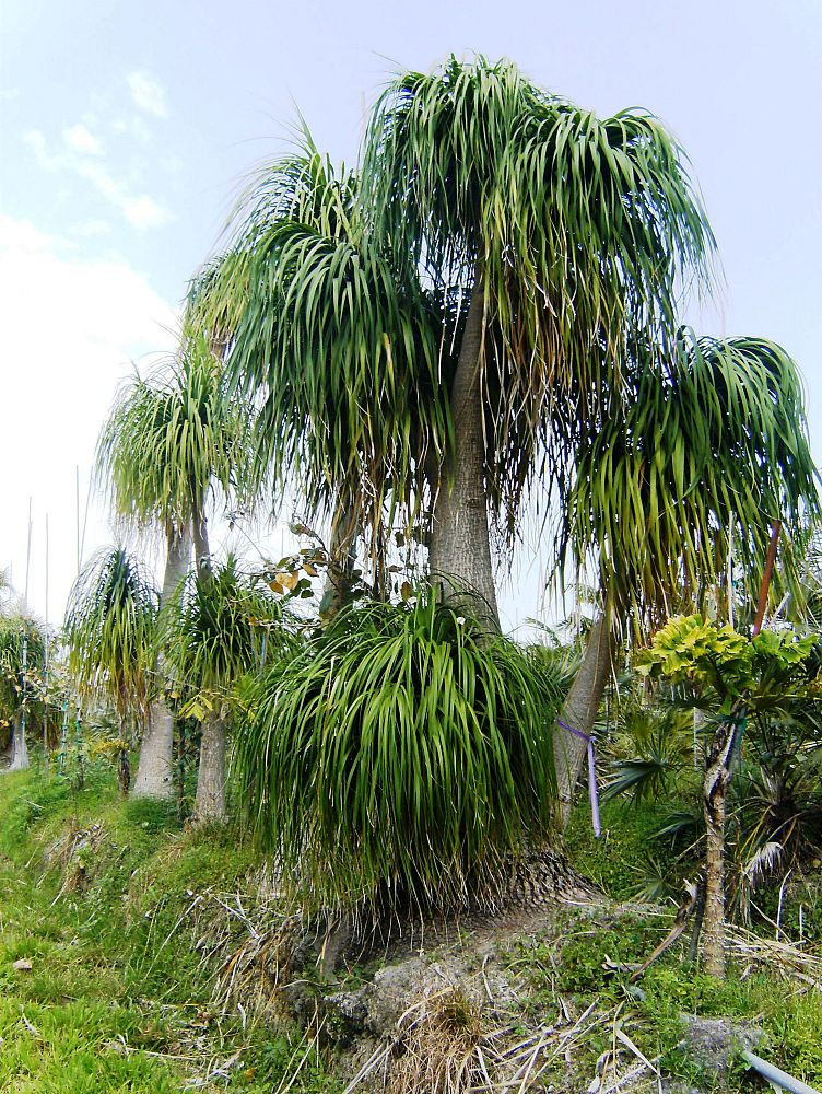 beaucarnea-recurvata-ponytail-palm-nolina-recurvata-elephant-s-foot-palm