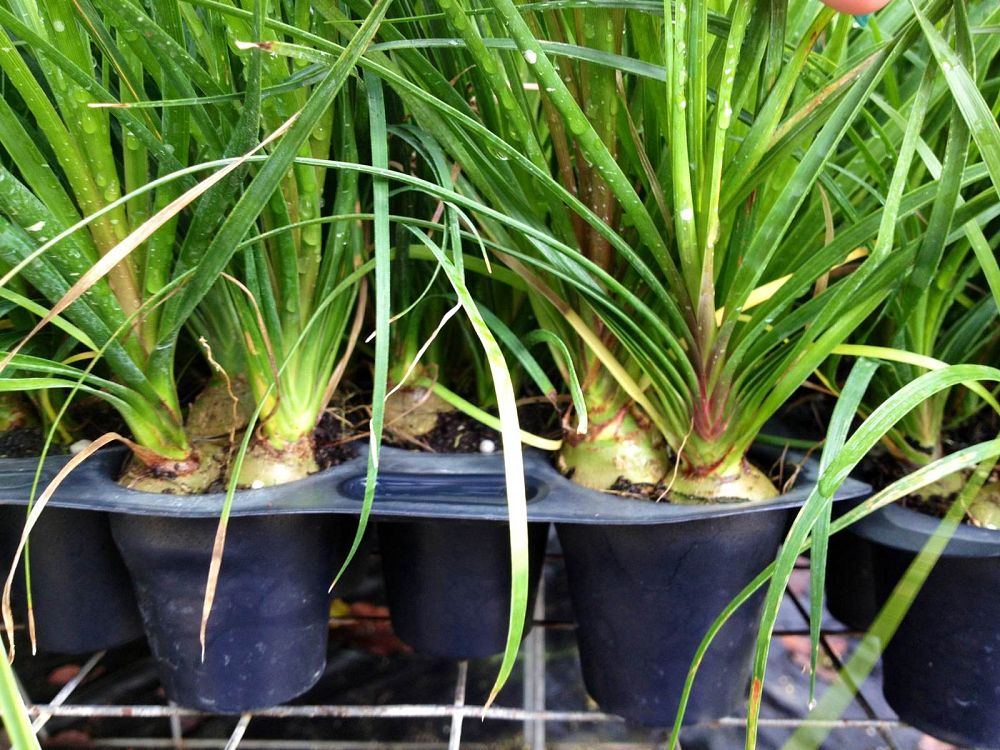 beaucarnea-recurvata-ponytail-palm-nolina-recurvata-elephant-s-foot-palm