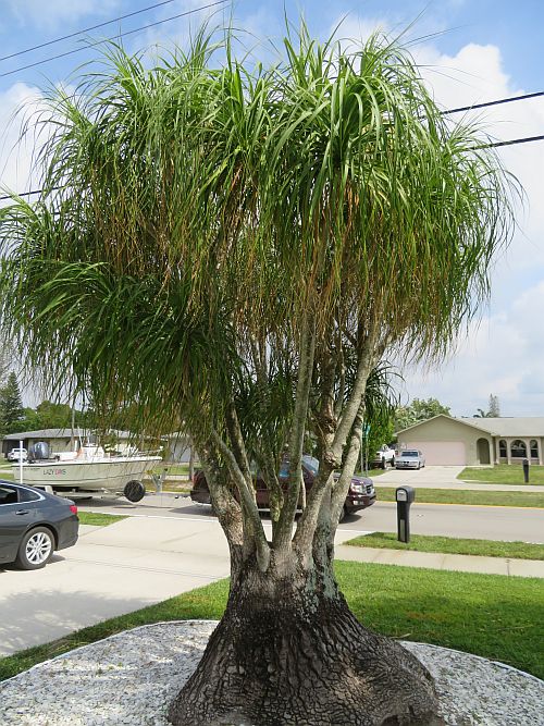 beaucarnea-recurvata-ponytail-palm-nolina-recurvata-elephant-s-foot-palm