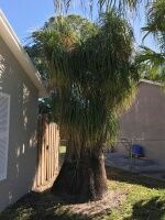 beaucarnea-recurvata-ponytail-palm-nolina-recurvata-elephant-s-foot-palm