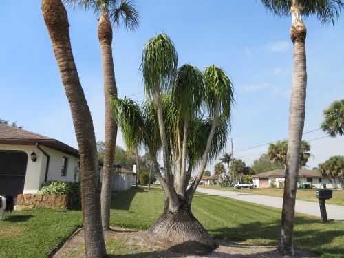 beaucarnea-recurvata-ponytail-palm-nolina-recurvata-elephant-s-foot-palm