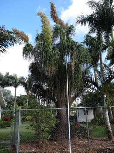 beaucarnea-recurvata-ponytail-palm-nolina-recurvata-elephant-s-foot-palm