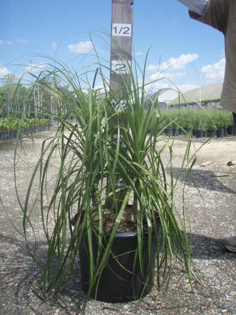 beaucarnea-recurvata-ponytail-palm-nolina-recurvata-elephant-s-foot-palm