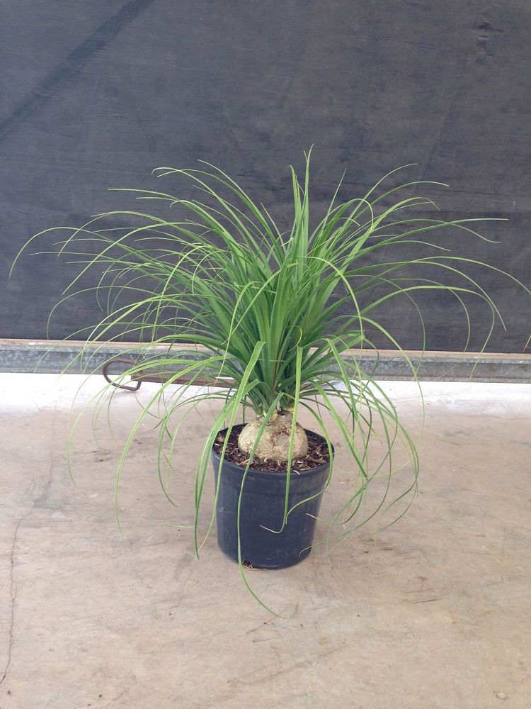 beaucarnea-recurvata-ponytail-palm-nolina-recurvata-elephant-s-foot-palm