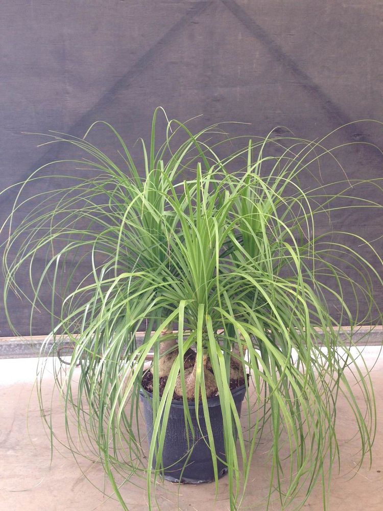 beaucarnea-recurvata-ponytail-palm-nolina-recurvata-elephant-s-foot-palm