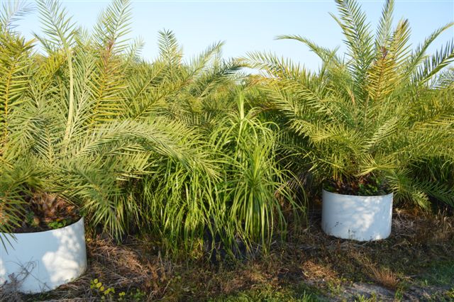 beaucarnea-recurvata-ponytail-palm-nolina-recurvata-elephant-s-foot-palm