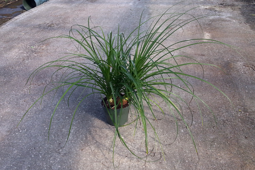 beaucarnea-recurvata-ponytail-palm-nolina-recurvata-elephant-s-foot-palm