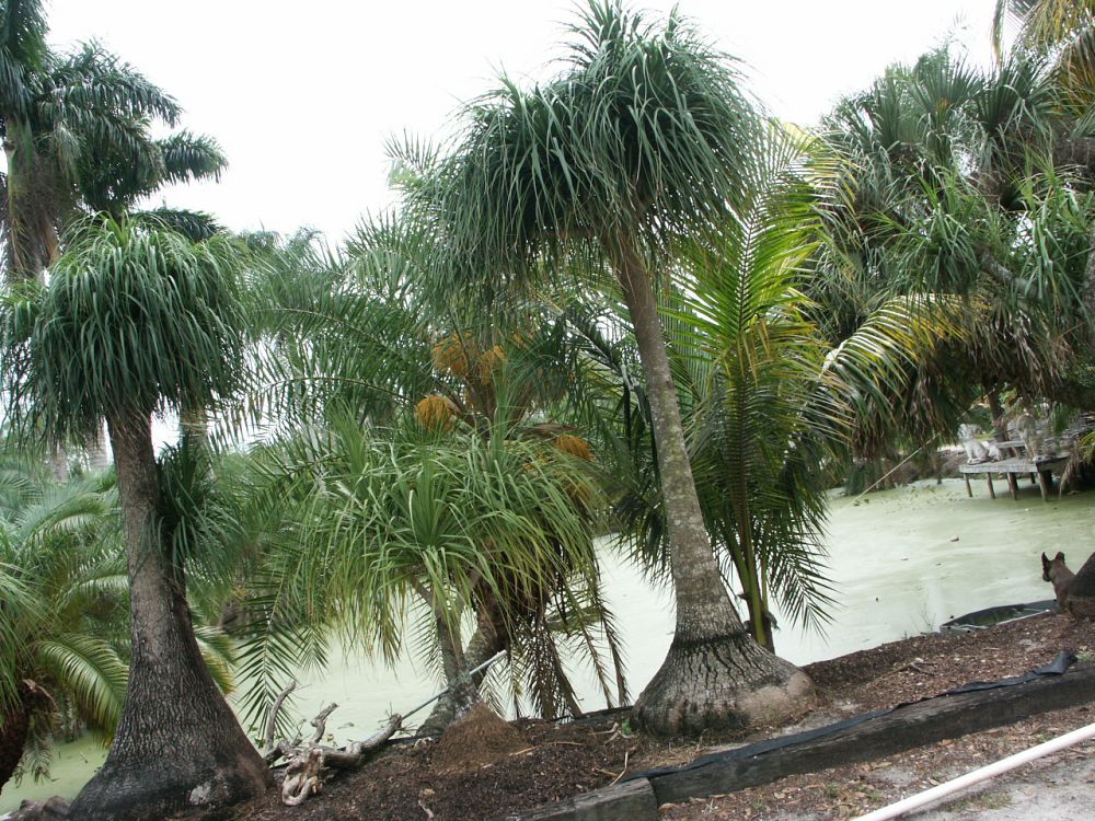 beaucarnea-recurvata-ponytail-palm-nolina-recurvata-elephant-s-foot-palm