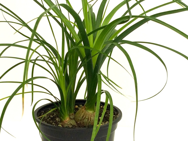 beaucarnea-recurvata-ponytail-palm-nolina-recurvata-elephant-s-foot-palm