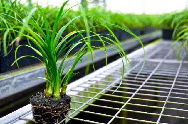 beaucarnea-recurvata-ponytail-palm-nolina-recurvata-elephant-s-foot-palm