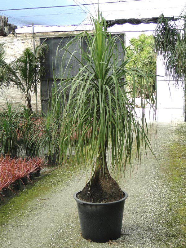 beaucarnea-recurvata-ponytail-palm-nolina-recurvata-elephant-s-foot-palm
