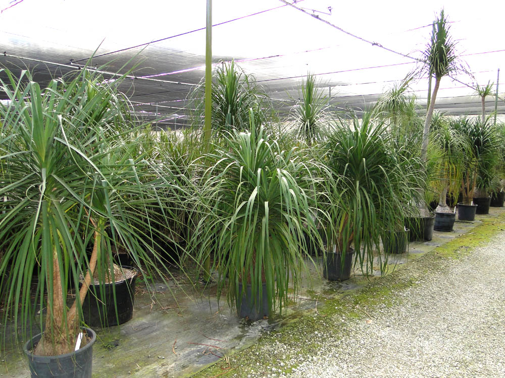 beaucarnea-recurvata-ponytail-palm-nolina-recurvata-elephant-s-foot-palm