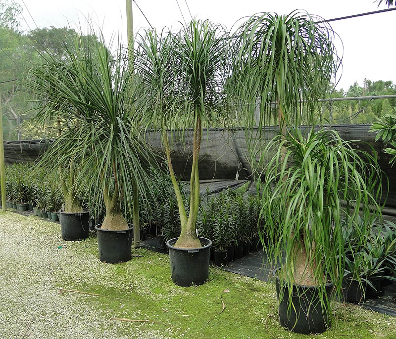 beaucarnea-recurvata-ponytail-palm-nolina-recurvata-elephant-s-foot-palm