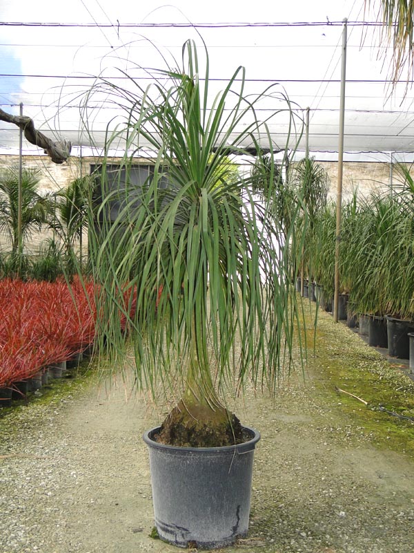 beaucarnea-recurvata-ponytail-palm-nolina-recurvata-elephant-s-foot-palm