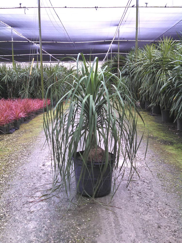 beaucarnea-recurvata-ponytail-palm-nolina-recurvata-elephant-s-foot-palm