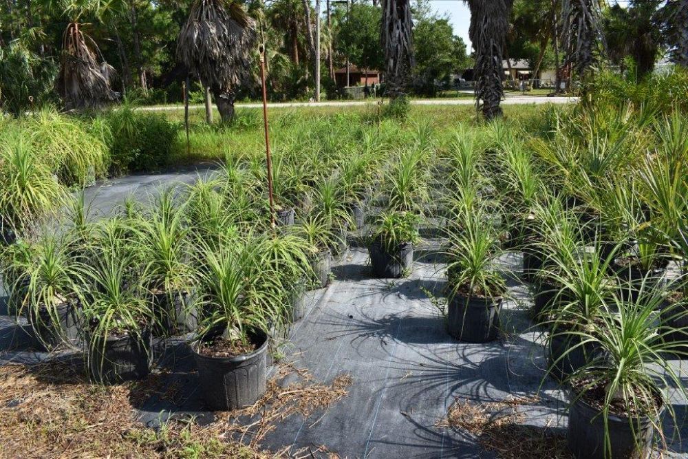 beaucarnea-recurvata-ponytail-palm-nolina-recurvata-elephant-s-foot-palm