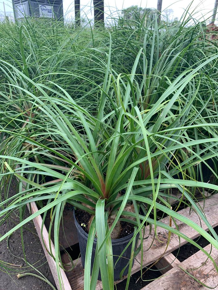 beaucarnea-recurvata-ponytail-palm-nolina-recurvata-elephant-s-foot-palm