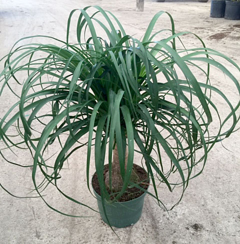 beaucarnea-recurvata-ponytail-palm-nolina-recurvata-elephant-s-foot-palm