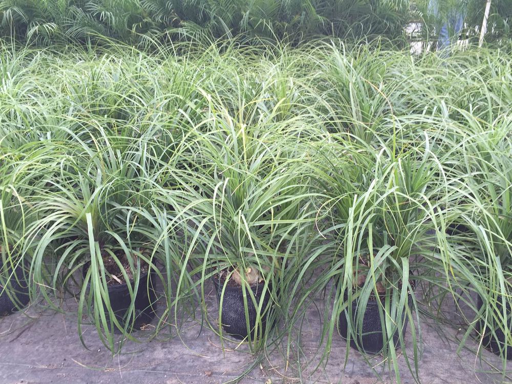 beaucarnea-recurvata-ponytail-palm-nolina-recurvata-elephant-s-foot-palm