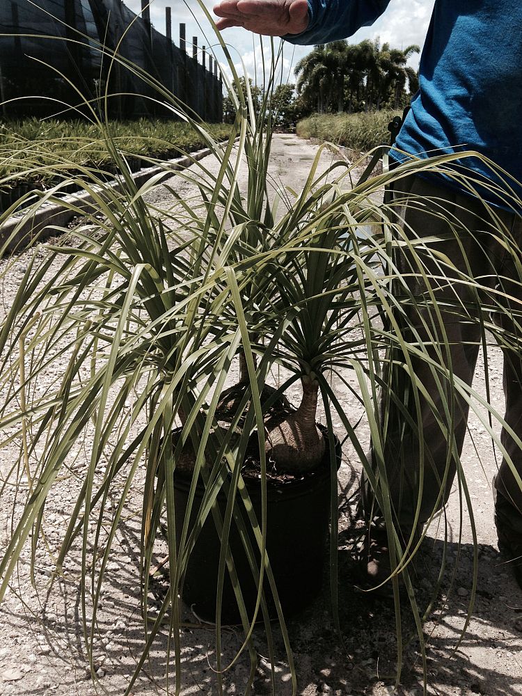 beaucarnea-recurvata-ponytail-palm-nolina-recurvata-elephant-s-foot-palm