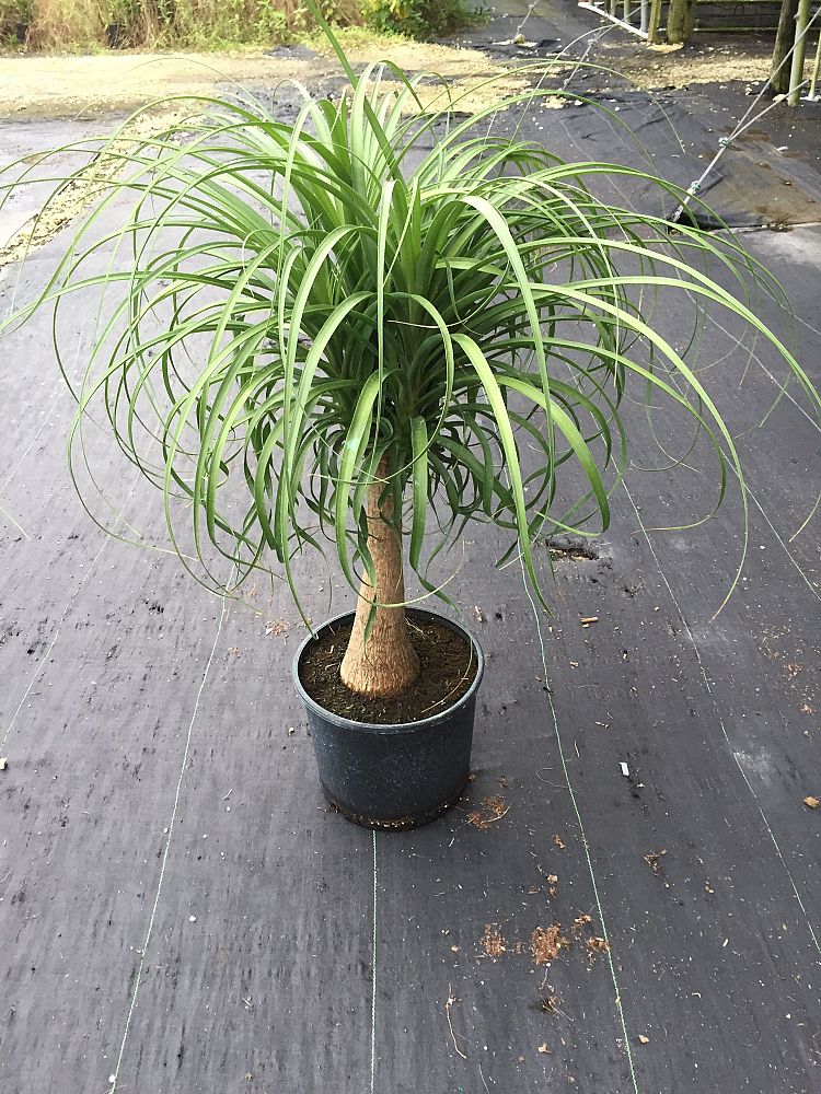 beaucarnea-recurvata-ponytail-palm-nolina-recurvata-elephant-s-foot-palm