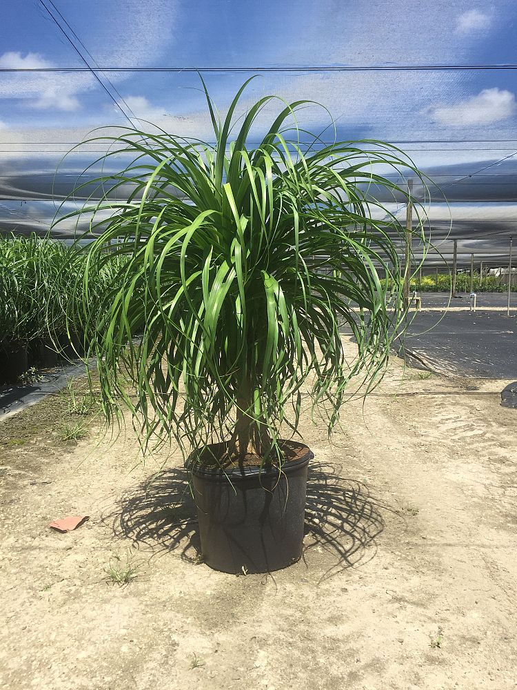 beaucarnea-recurvata-ponytail-palm-nolina-recurvata-elephant-s-foot-palm