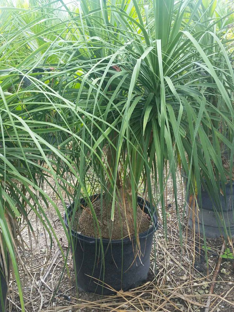 beaucarnea-recurvata-ponytail-palm-nolina-recurvata-elephant-s-foot-palm