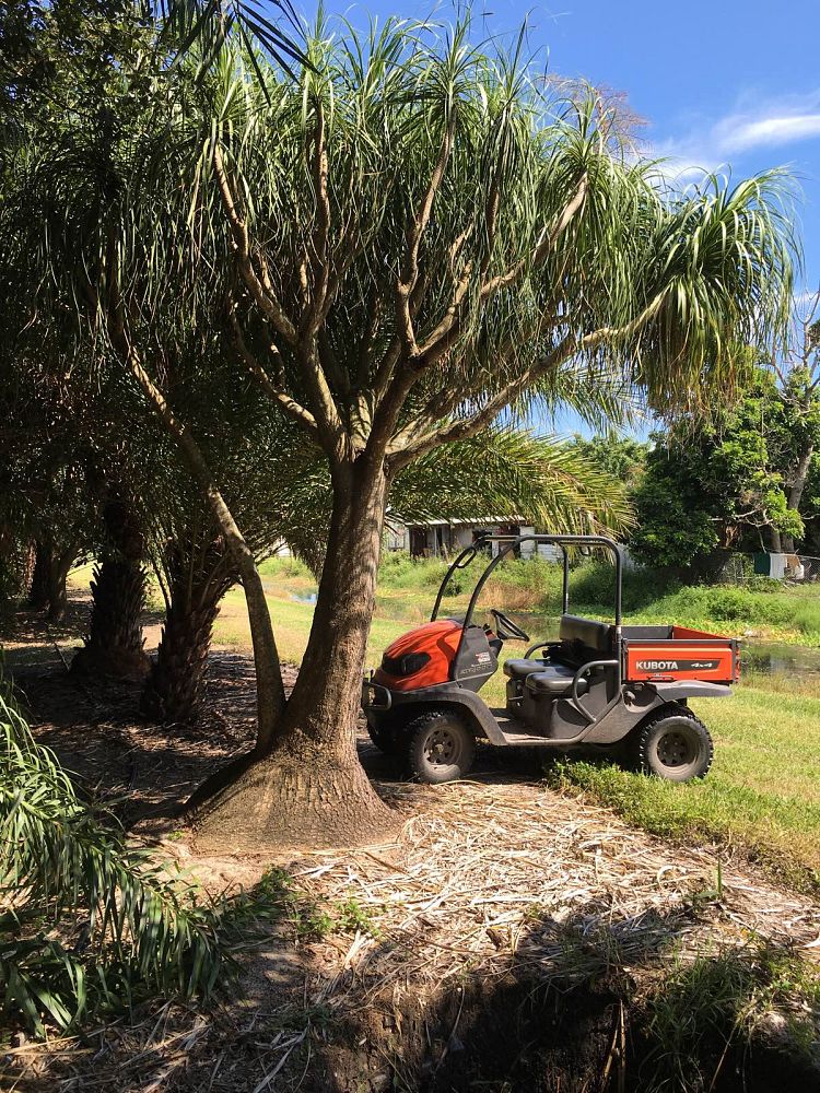 beaucarnea-recurvata-ponytail-palm-nolina-recurvata-elephant-s-foot-palm