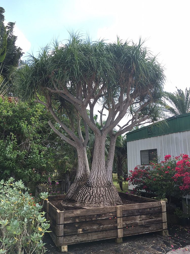 beaucarnea-recurvata-ponytail-palm-nolina-recurvata-elephant-s-foot-palm