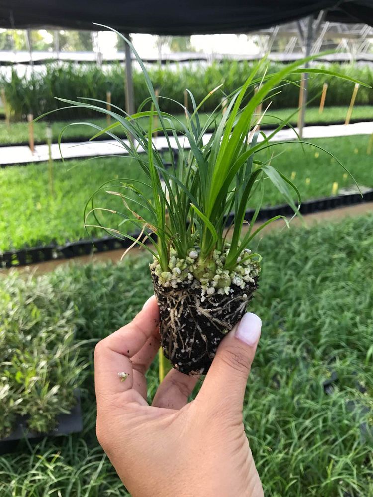 beaucarnea-recurvata-ponytail-palm-nolina-recurvata-elephant-s-foot-palm