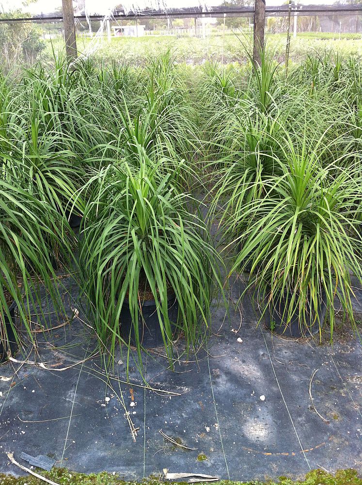 beaucarnea-recurvata-ponytail-palm-nolina-recurvata-elephant-s-foot-palm